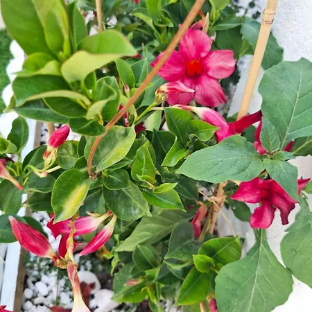 Sunset Da Telha Maison d'hôtes