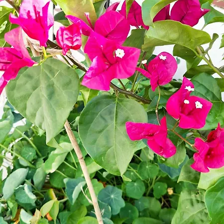 Guest house Sunset Da Telha Aroeira (Setubal)