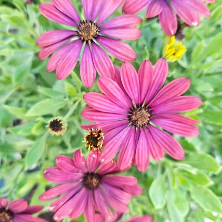 Sunset Da Telha Aroeira (Setubal)