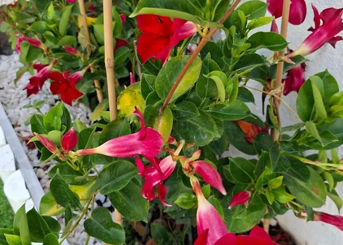 Penzion Sunset Da Telha Aroeira (Setubal)