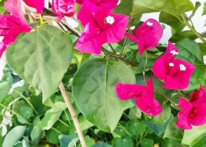 Penzion Sunset Da Telha Aroeira (Setubal)