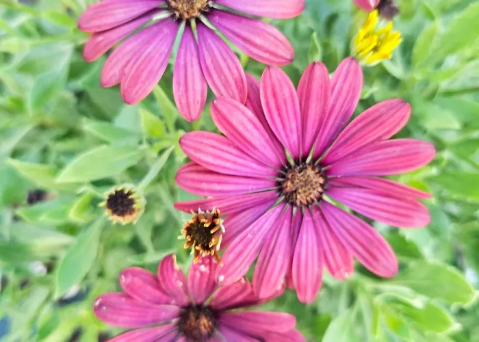 Sunset Da Telha Aroeira (Setubal)