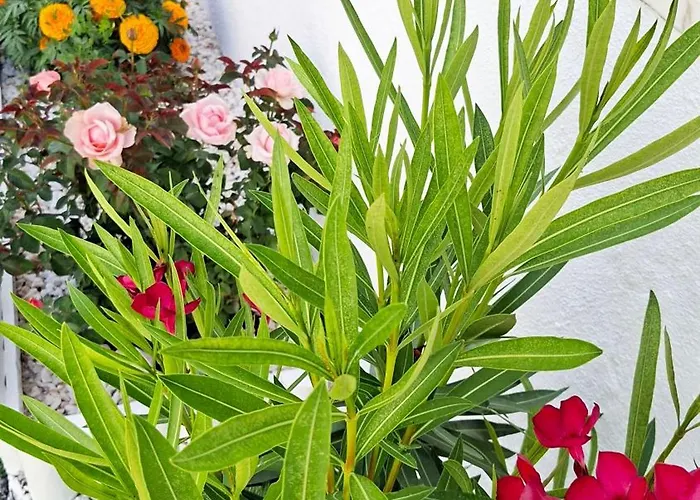 Penzion Sunset Da Telha